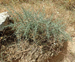 Asparagus horridus