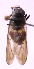 Copestylum