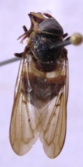 Copestylum