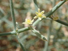 Asparagus horridus