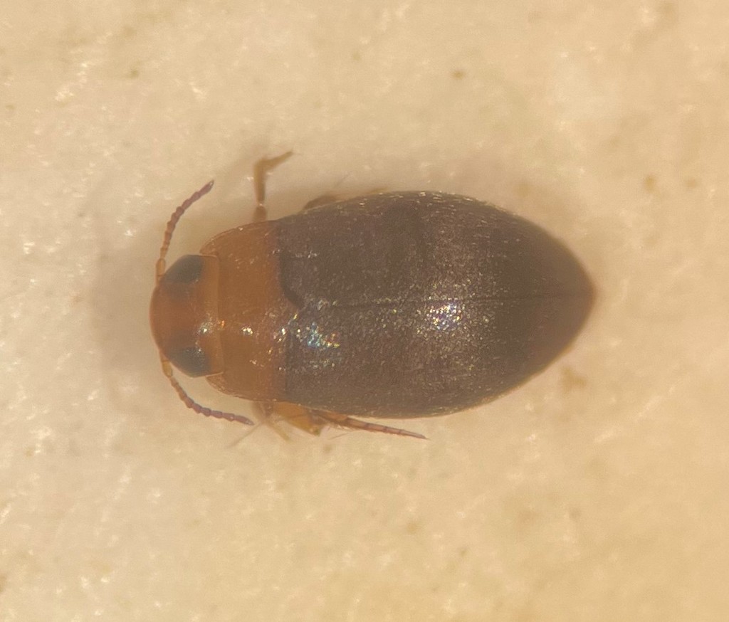 Bidessonotus inconspicuus