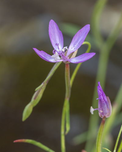 Waltham Creek clarkia (Clarkia modesta)