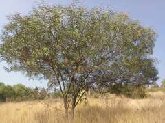 Acacia retinodes