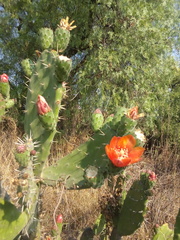 Opuntia