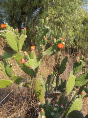 Opuntia