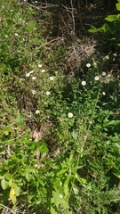 Erigeron karvinskianus image