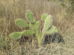 Opuntia