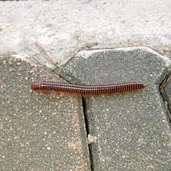 Thyropygus allevatus