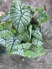 Caladium bicolor