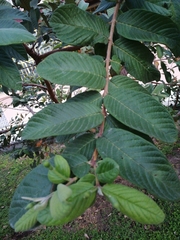 Psidium guajava
