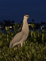 Nycticorax nycticorax image