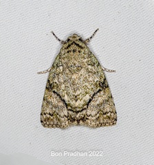 Blenina