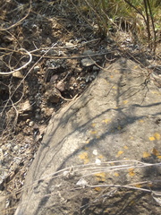 Sceloporus grammicus