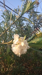 Nerium oleander