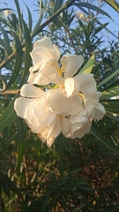 Nerium oleander
