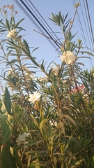Nerium oleander