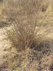Muhlenbergia macroura