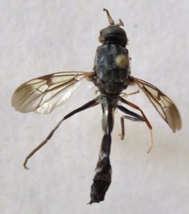 Hermetia pulchra