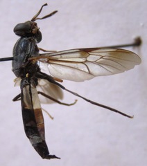 Hermetia pulchra