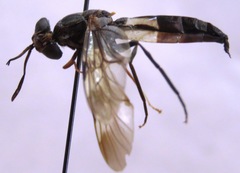 Hermetia pulchra