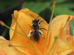 Andrena cornelli