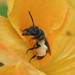 Andrena cornelli - Photo (c) Shahan Derkarabetian, μερικά δικαιώματα διατηρούνται (CC BY-NC-SA), uploaded by Shahan Derkarabetian