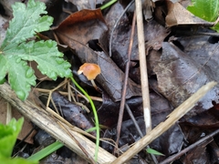 Marasmius sullivantii