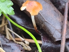 Marasmius sullivantii