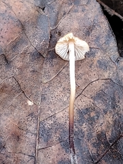 Marasmius sullivantii