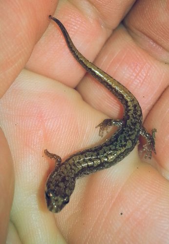 Seepage Salamander