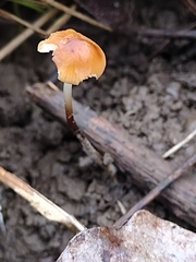 Marasmius sullivantii