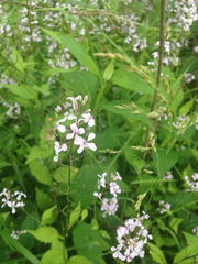 Iodanthus pinnatifidus