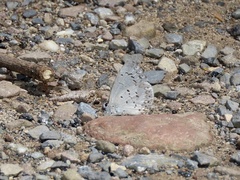 Celastrina serotina