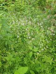 Iodanthus pinnatifidus