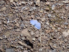 Celastrina serotina