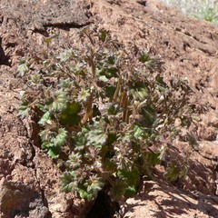 Phacelia rotundifolia