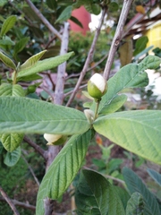 Psidium guajava