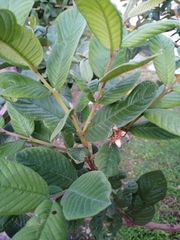 Psidium guajava