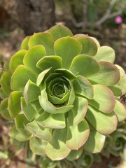 Aeonium urbicum