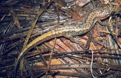 Desmognathus aeneus
