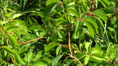 Parthenocissus quinquefolia image