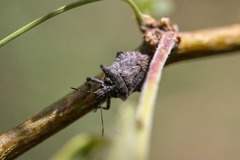 Brochymena parva