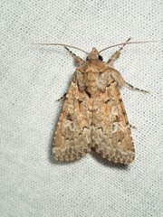 Ectopatria xerampelina