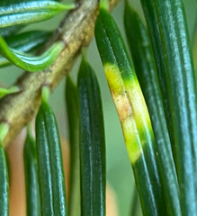 Contarinia pseudotsugae