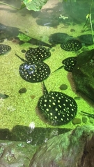 Potamotrygon leopoldi