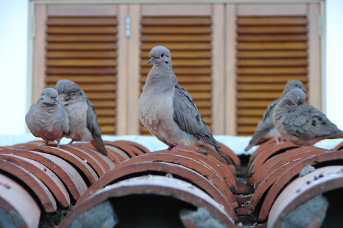 Eared Dove, photo 5 of 8