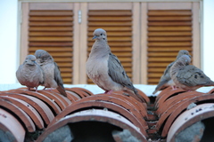 Eared Dove photo 5