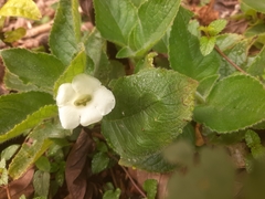 Chrysothemis panamensis