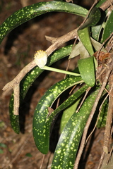 Haemanthus albiflos