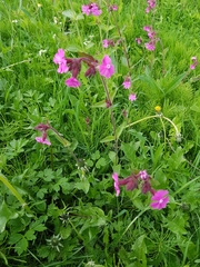 Silene dioica